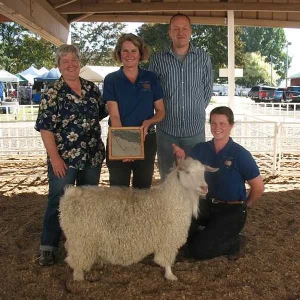 The Pygora goat is a breed of fiber goat that originated from Crossing the registered NPGA Pygmy goat and the white AAGBA Angora goat. Pygora goats produce three distinct kinds of fleece. Pygoras are fiber goats along with the Angora goat, Cashmere goat.