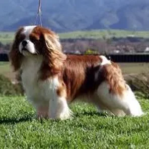 King Charles Spaniel