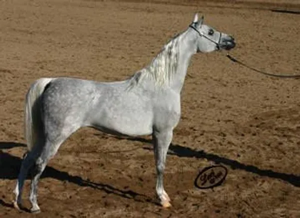 Egzonera