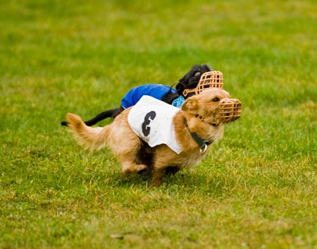 COURSING ABILITY TEST