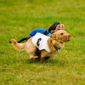 COURSING ABILITY TEST