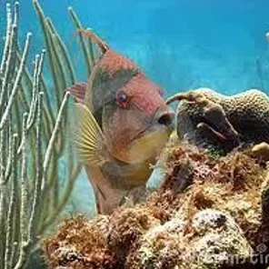 Hogfish