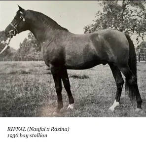 Riffal