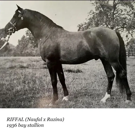 Riffal