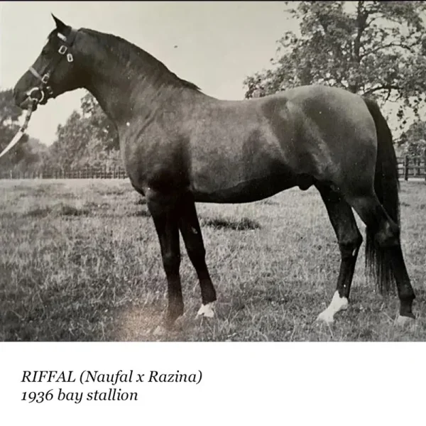 Riffal