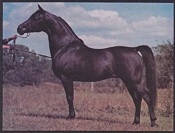 OZEM