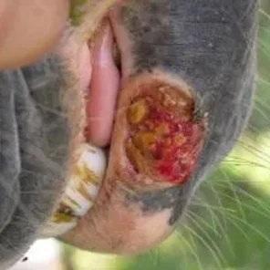 Vesicular Stomatitis Virus - Livestock Trouble!