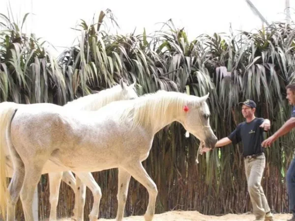 Jullye el Ludjin (Ludjin el Jamaal x NV Justadream by Bey Shah)