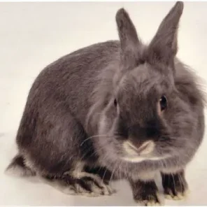 Loving Bunny's Bubby