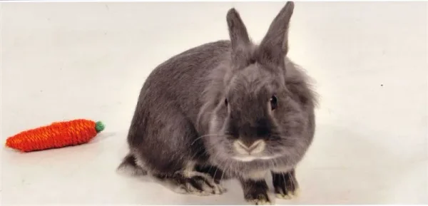 Loving Bunny's Bubby
