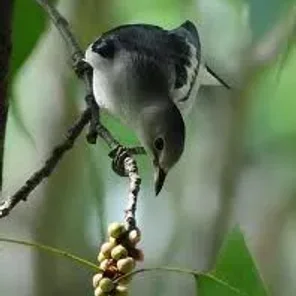 Daurian Myna