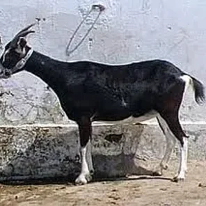 Benadir