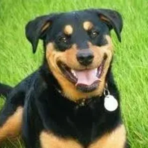 Labrottie (Designer Dog)
