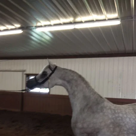 Luxemere Jizette at Midwest Arabian Training Center