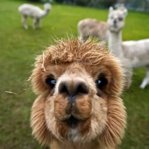 Alpaca Facts