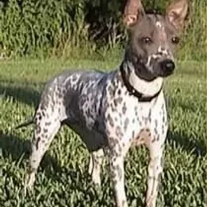 American Hairless Terrier