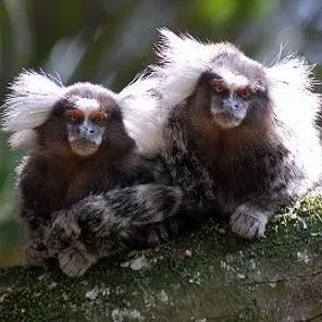 Common Marmoset