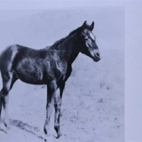 Ramon (Raseyn x Monica) bay stallion, foaled May 16, 1933
bred by W.K. Kellogg Institute