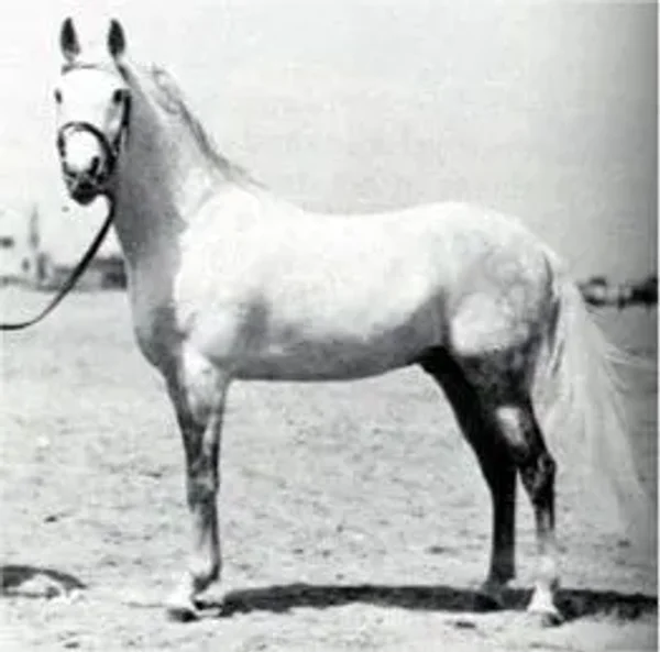 Gamil III