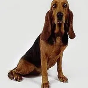 Bruno Jura Hound