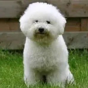 Bichon Frisé