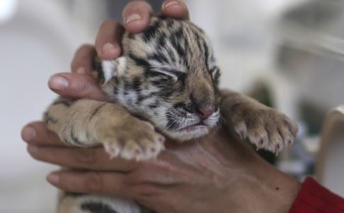 China to recognise ‘animal welfare’ for the first time in milestone law change