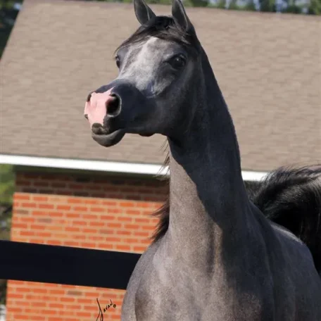 Luxemere Markezza as a yearling, now two...just one more year to go!