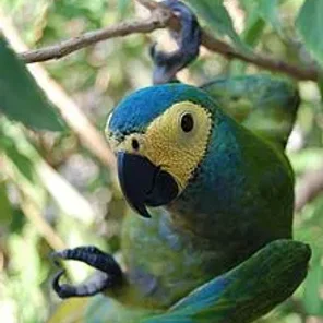 Red-bellied Macaw