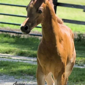 SAIKI Fantasy Foal