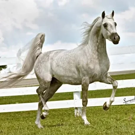 Found this photo of Razcal Bey from when he was younger...he really is a Beautiful Stallion!