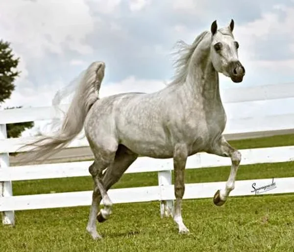 Found this photo of Razcal Bey from when he was younger...he really is a Beautiful Stallion!