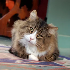 Vestibular Disorders in Cats