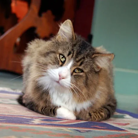 Vestibular Disorders in Cats
