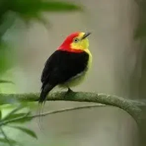Wire-tailed