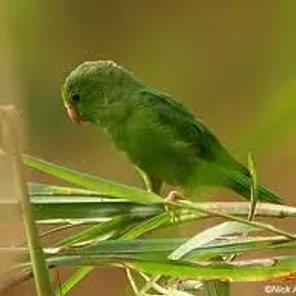 Green-rumped Parrotlet