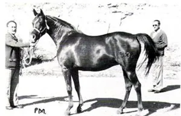 Orla II