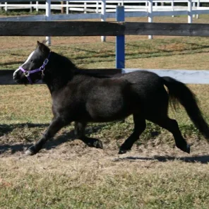 Apache’s Midnight Star