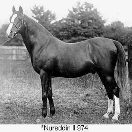 NUREDDIN II