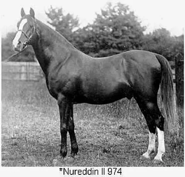 NUREDDIN II