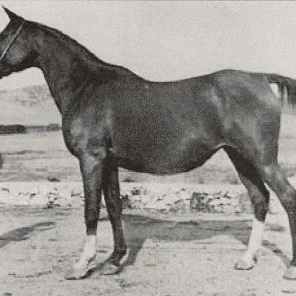 GHAZAYAT