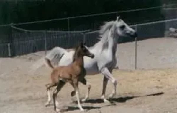 Bey Embrace Me with foal.