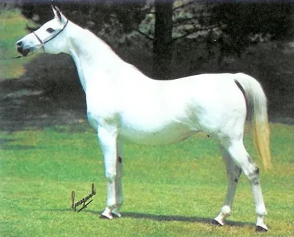 Gaffi runs strong in the present day program of Gainey Arabians being the dam line on current herd-sire Gai Monarch, 2001 Canadian National Champion Stallion and U.S. Top Ten Stallion, a son of Ferzon son Gai Parada and Gai Dream daughter, Gaishea.