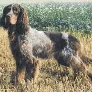Picardy Spaniel
