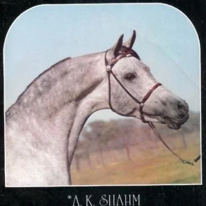 AK Shahm