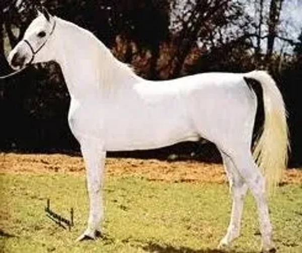 AL-MARAH RADAMES