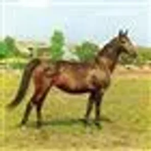 Fatma