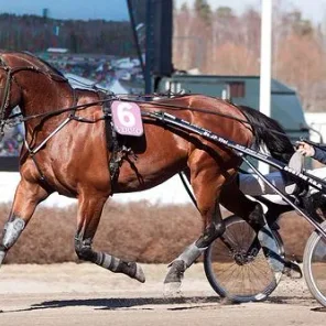Driving Horses List