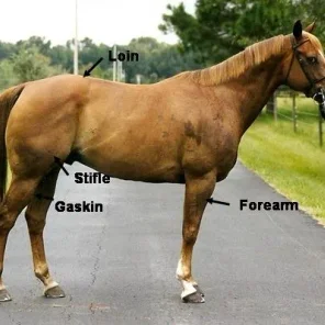 Evaluating Horse Conformation Pt 7