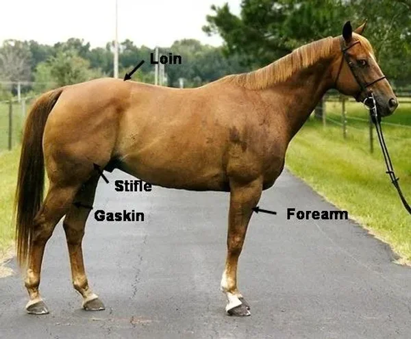 Horse Conformation