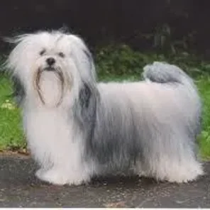 Lhasa Apso